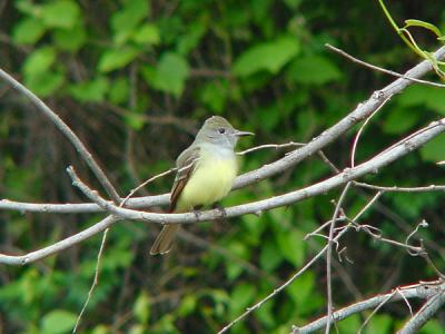 Great-crested Flycatcher