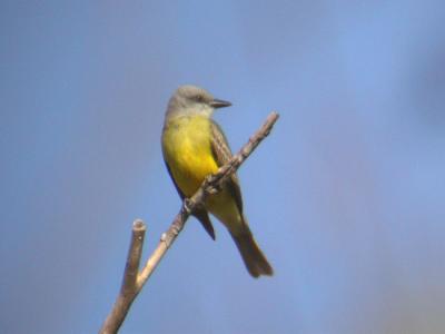 Couch's Kingbird