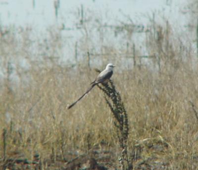 Scissor-tailed Flycatcher