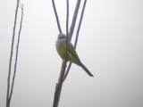 Tropical Kingbird