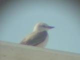 Scissor-tailed Flycatcher