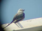 Scissor-tailed Flycatcher