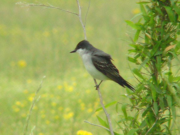 Eastern Kingbird