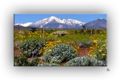 The Desert In Bloom