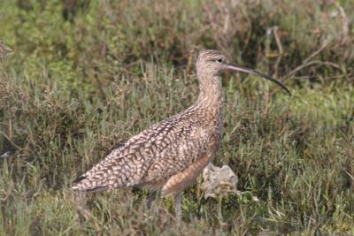 Longbilled Curlew