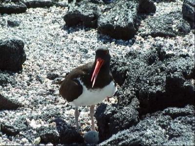 American Oystercatcher