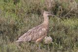 Longbilled Curlew