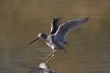 Longbilled Dowitcher taking off