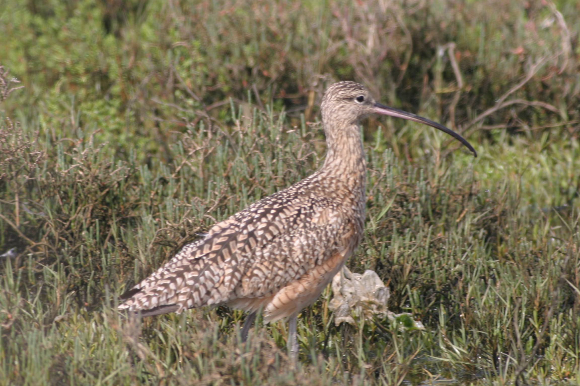 Longbilled Curlew