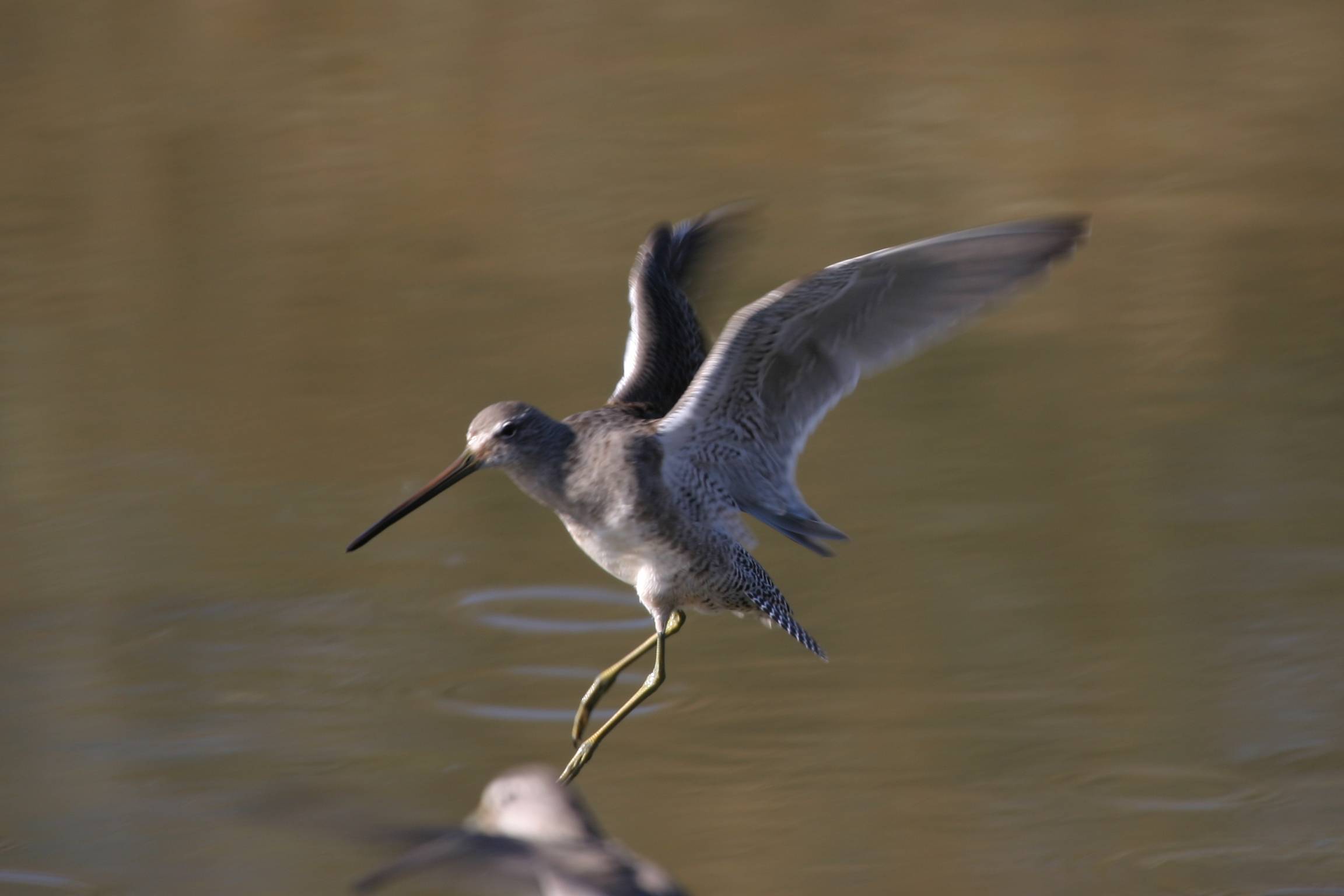 Longbilled Dowitcher taking off