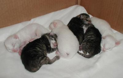 Kittens 3 days old - kolmen päivän ikäiset pennut