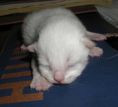 One of the colorpoint boys 6 days old.