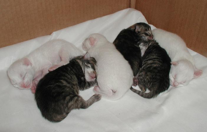 Kittens 3 days old - kolmen pivn ikiset pennut