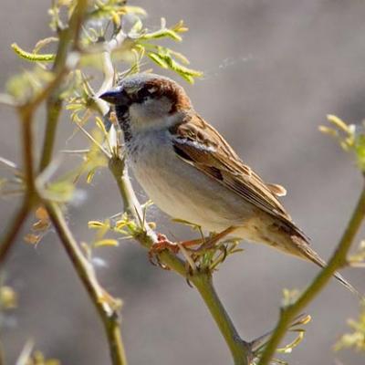 House Sparrow-Male 7220