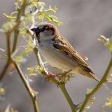 Sparrows of Texas