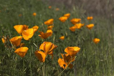 Poppies 2251