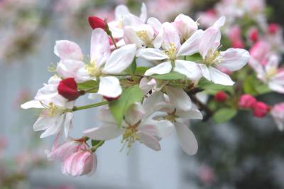 Crabapple 2269