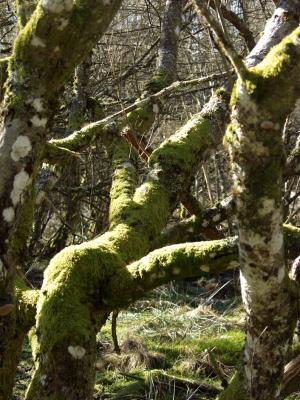 Quercus and mosses