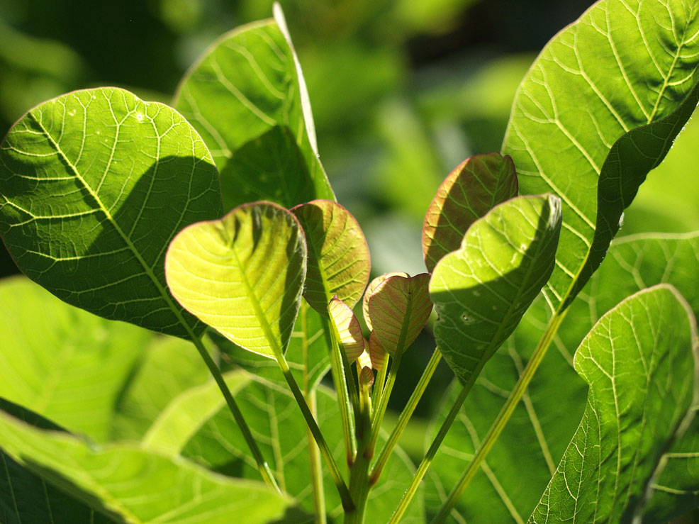 Cotinus coggyria