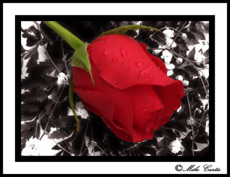 Softened Rose with droplets.jpg