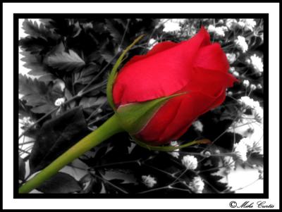 Valentine's Day Rose