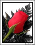 Valentines Day Rose