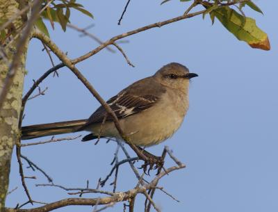 northern mockingbird
