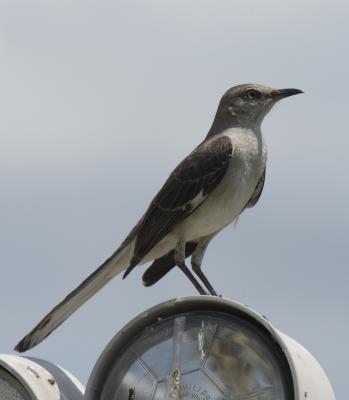 mockingbird