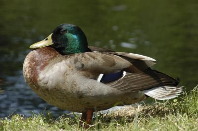 mallard drake