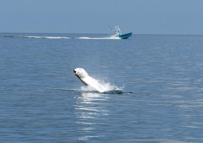 bob 100 lb tarpon jumping 05-15-03