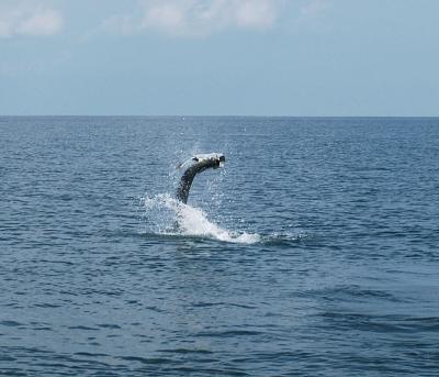 bob 100 lb tarpon jumping 2 05-15-03