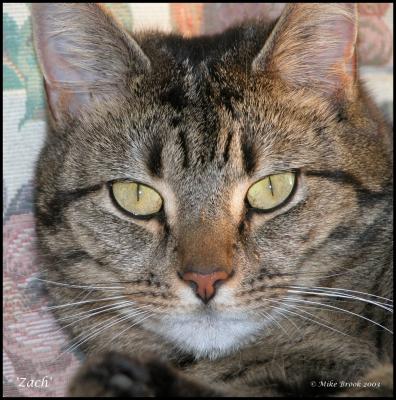 'Zach' b. 15 Jul 1999 d. 13 Jul 2004