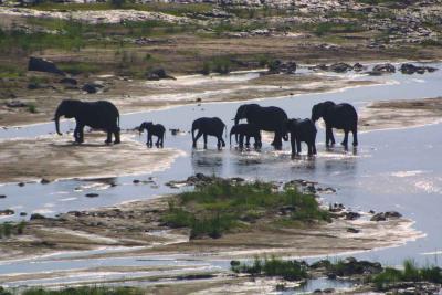 elephants.jpg