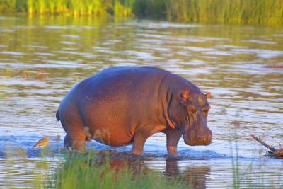 hippo.jpg