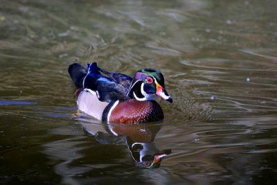 wood duck.jpg