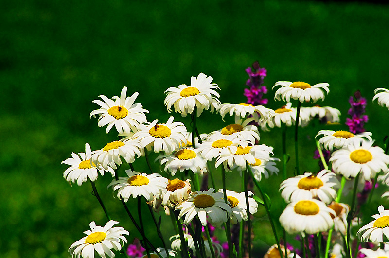 Marguerites