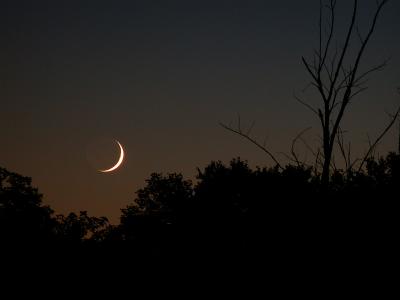 Crescent Moon Amongst the Trees