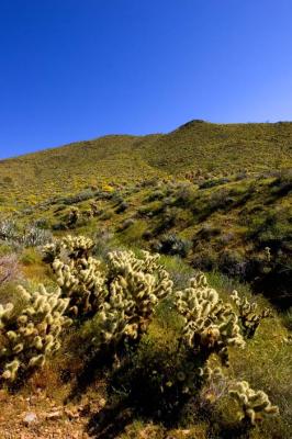 Anza Borrego Wildflowers 2005