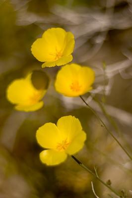 California Golden Poppies