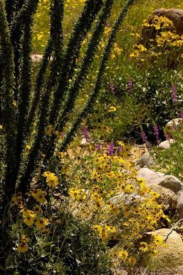 Ocotillo1