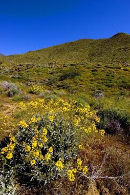 Anza Borrego Wildflowers 2005