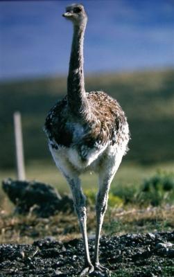 Lesser Rhea