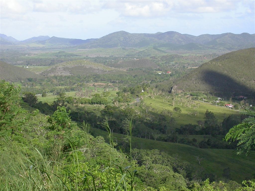 Forest at La Farino