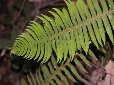 A Fern Frond