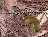 The California State Mollusk - almost