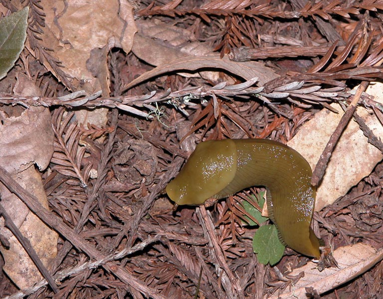 The California State Mollusk - almost