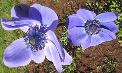 u25/mosko/medium/14950933.blueanemonemonday31stmarch.jpg