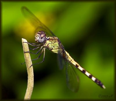 Band-winged Dragonlet (female)