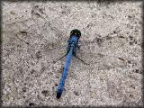 Eastern Pondhawk (male)