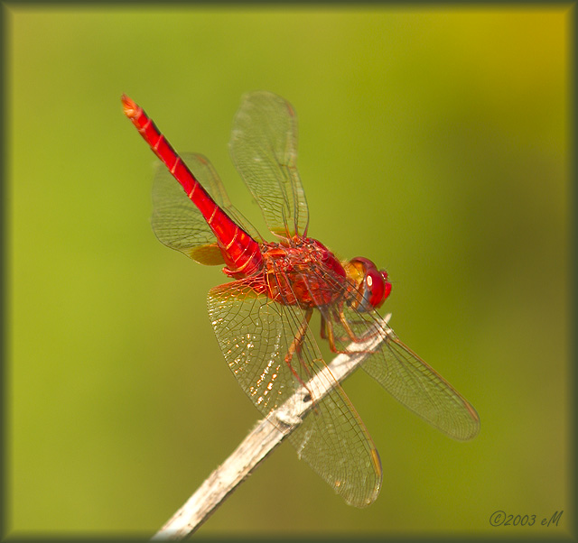 Scarlet Skimmer (male)